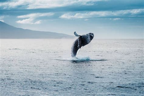 Best Whale Watching in Hermanus: A Complete Guide for 2024